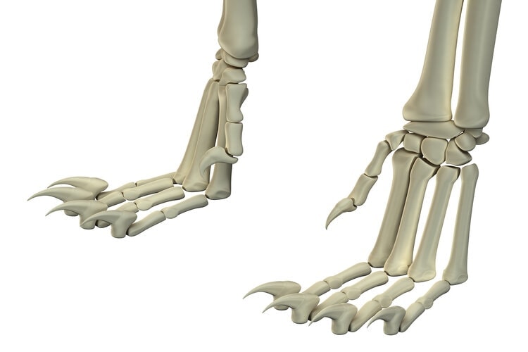 cat hind legs anatomy bones