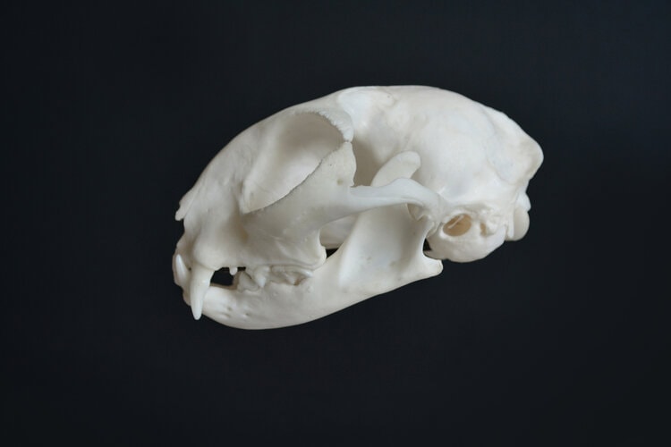 Cat Skull