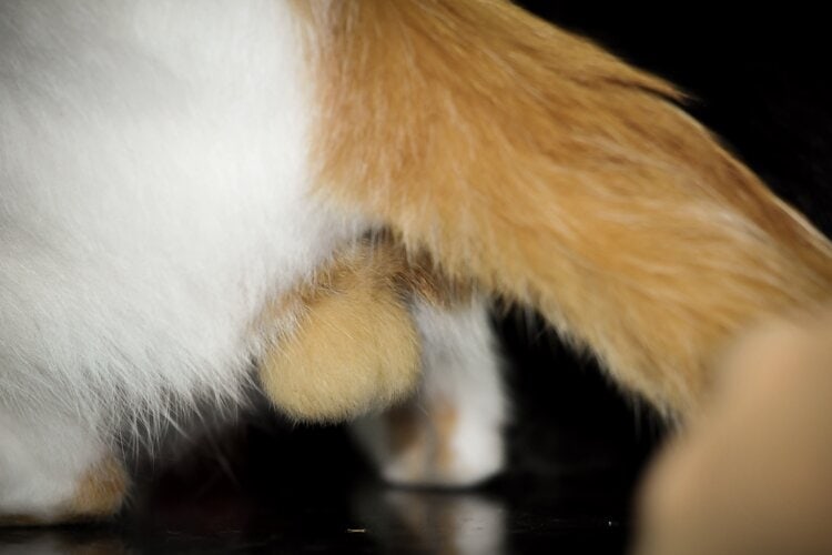 cat testis before nuter