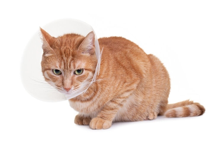 ginger cat with e collar