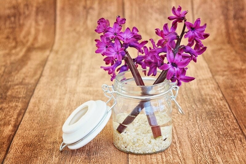 hyacinth flower in jar