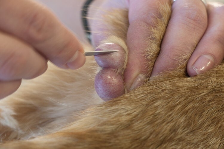 neutering cat