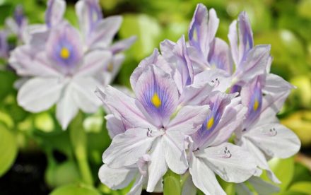 Are Hyacinths Poisonous to Cats? Vet-Approved Facts Hepper Pet Resources