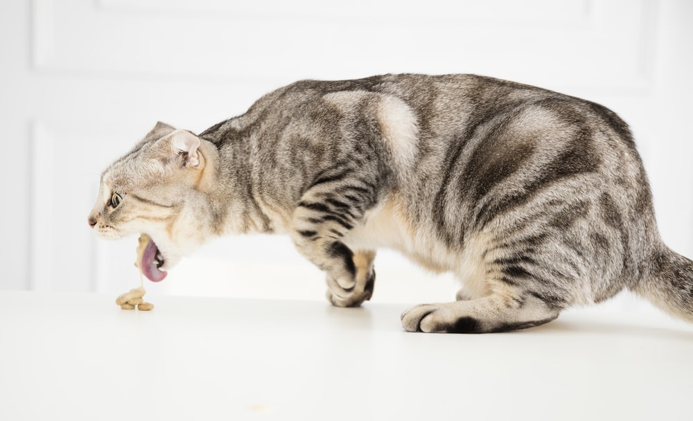 cat regurgitating undigested food