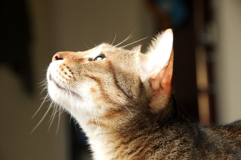 side view of a cat's face