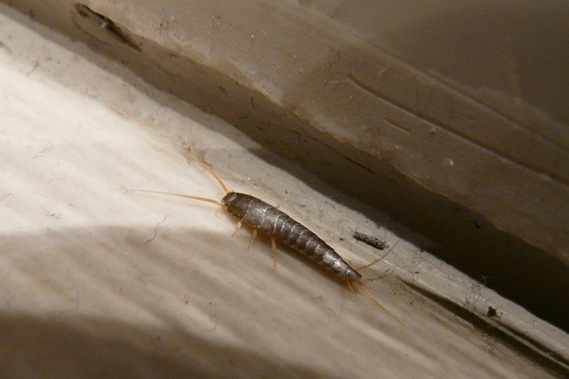 silverfish hiding