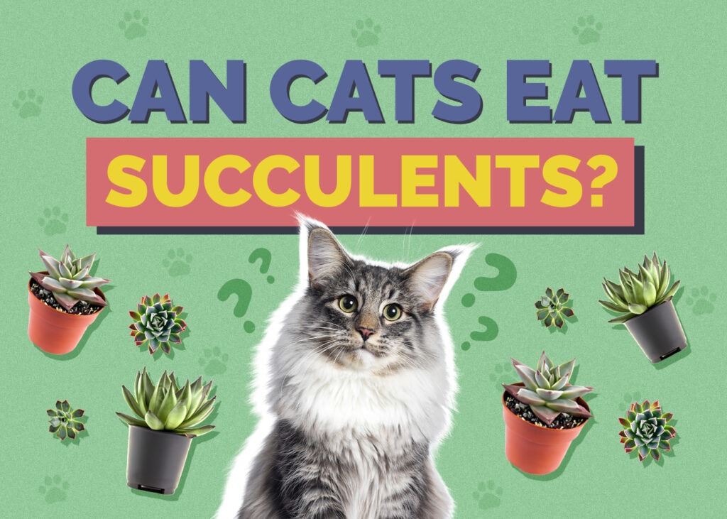 Can Cats Eat succulents