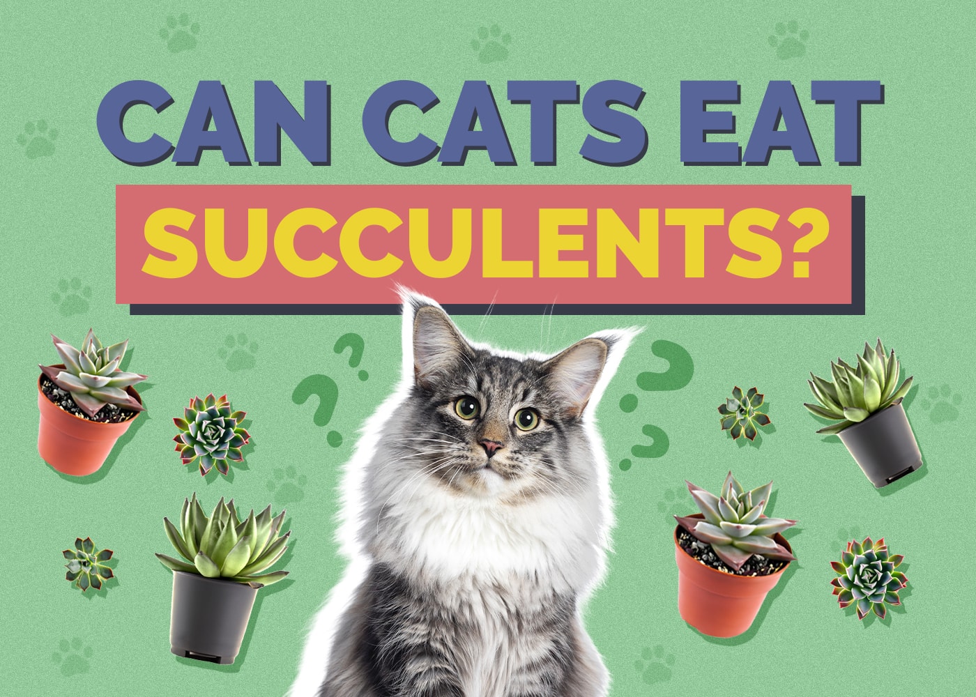 Can Cats Eat succulents
