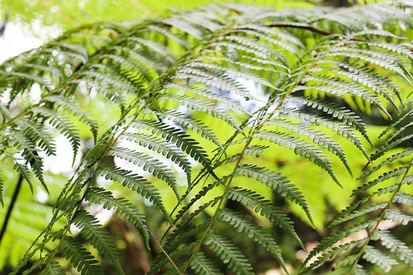 sword fern