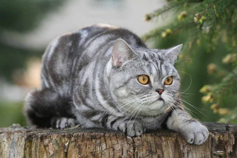tabby cat eyes