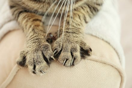 Do Cats Shed Their Claws? Vet-Approved Answer Hepper Pet Resources