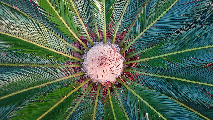 top view of sago palm