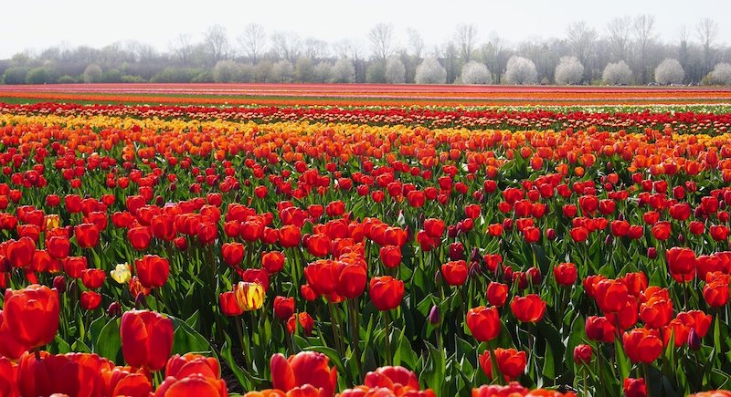 tulip field