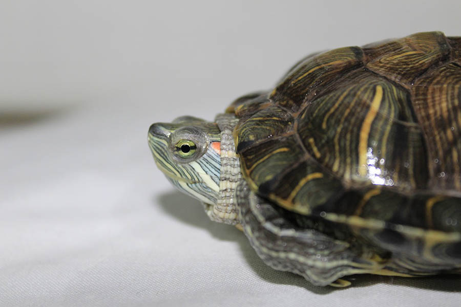 turtle hiding in its shell