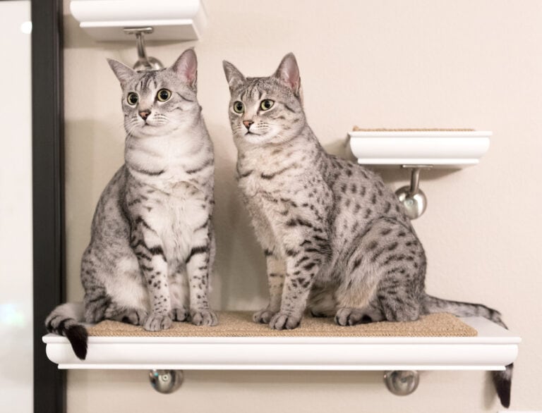 6 Incredible Egyptian Mau Colors & Patterns | Hepper Pet Resources