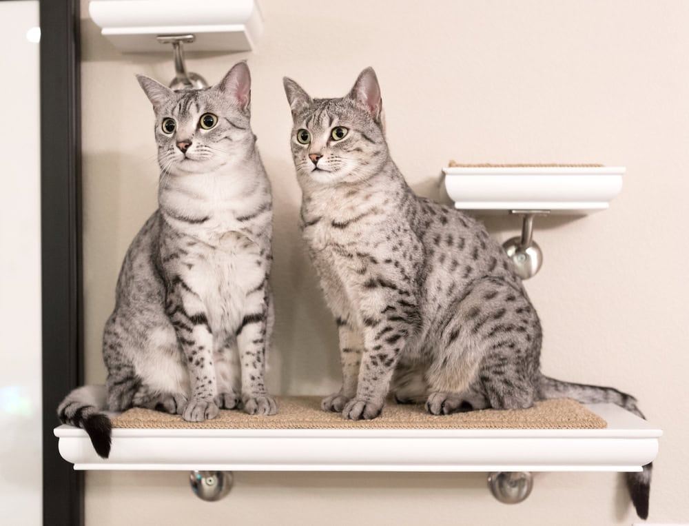 two-egyptian-mau-cats-sitting-on-a-shelf