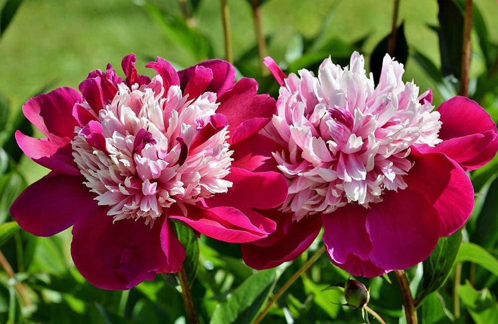 two-pink-peonies