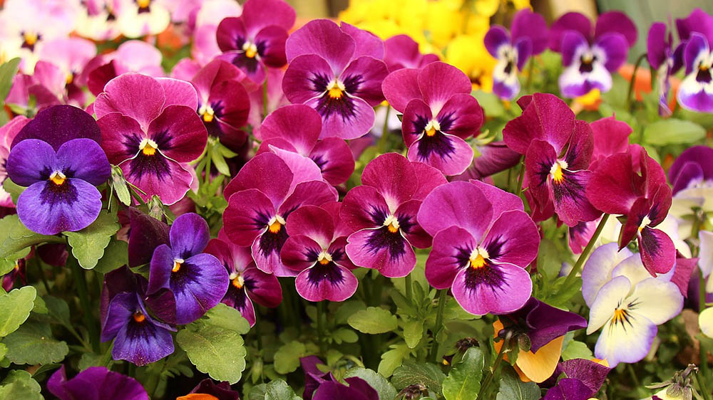 variety of pansies