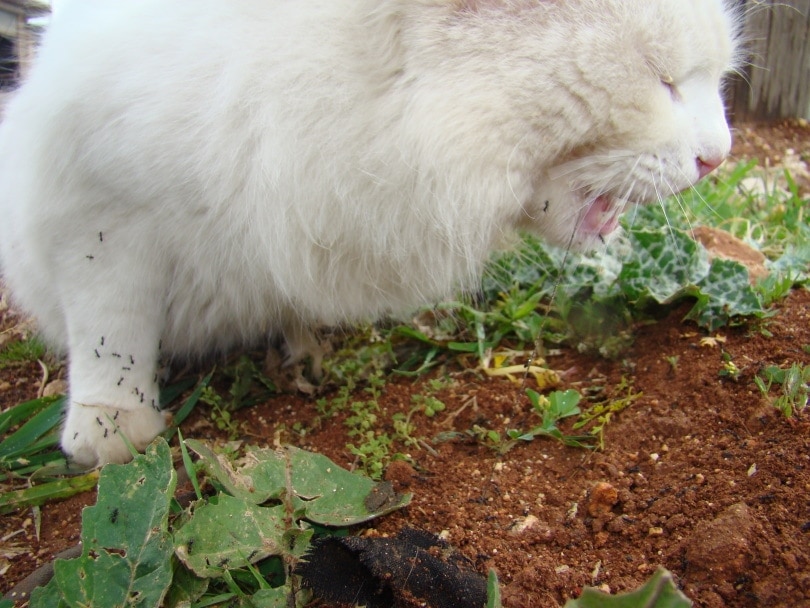 white cat eating ants
