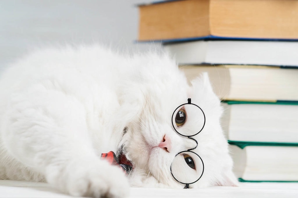 white furry cat with glasses