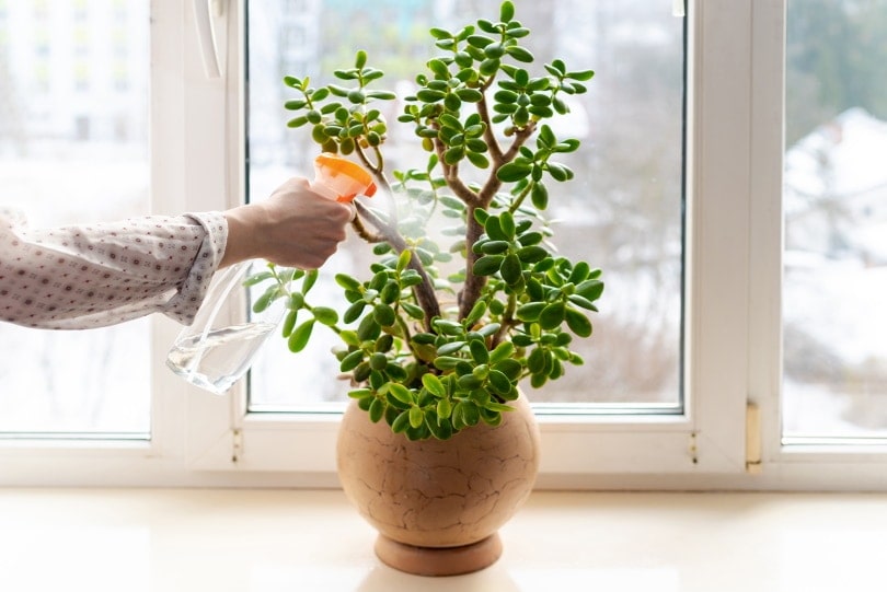 woman spraying water on plant