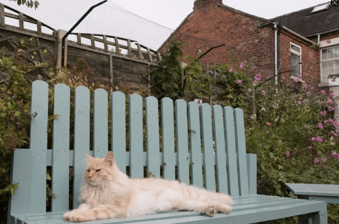 9 Easy Steps to DIY Your Own Cat Fence