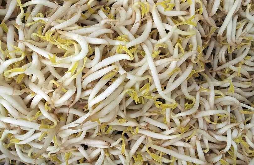 Bean Sprout