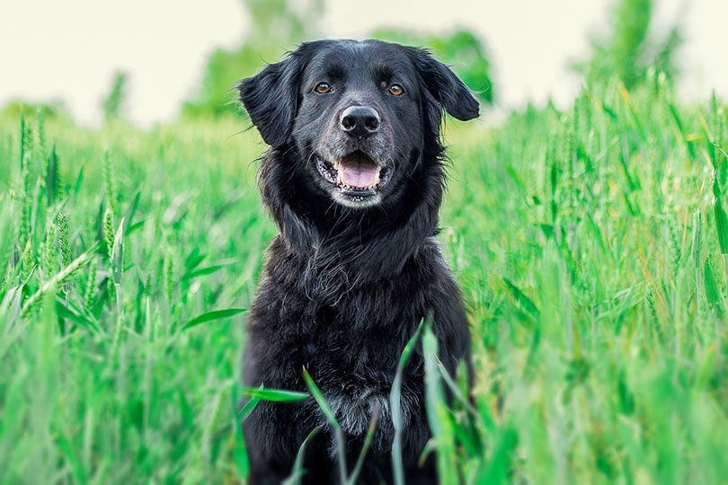 Black Golden Retriever sitting on long grass outdoor