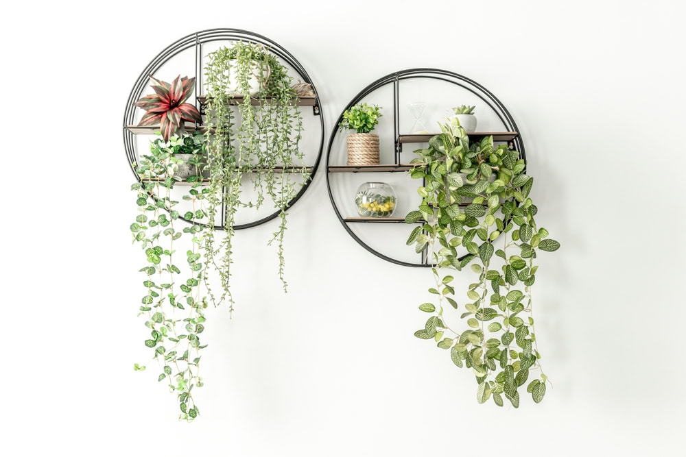 Black round metal shelves for plants