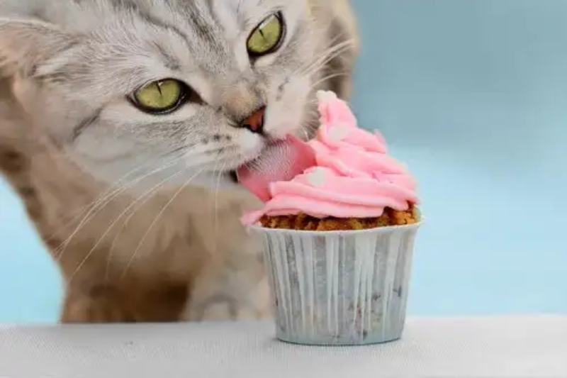 Cake Recipes for Cats