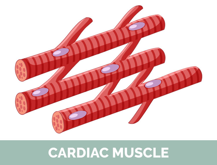 Cardiac Muscle