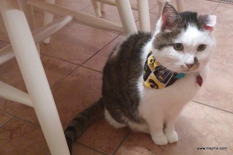 Cat Bandana