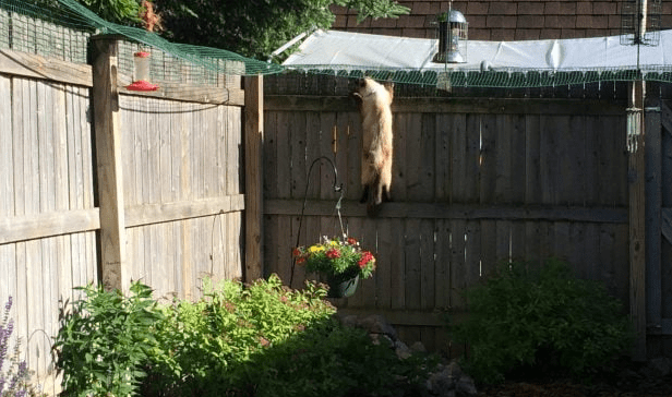 Cat Containment Fence System for Outside _ Cat (& Pet) Yard Pen.