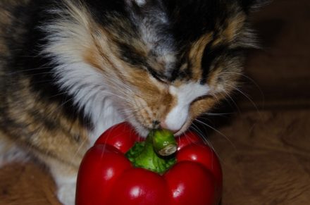 Can Cats Eat Bell Peppers? What You Need to Know! Hepper Pet Resources
