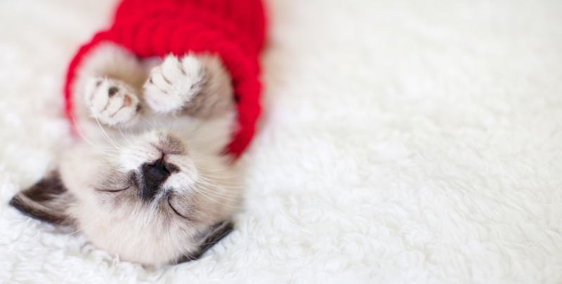 Cat sleeping in red sock