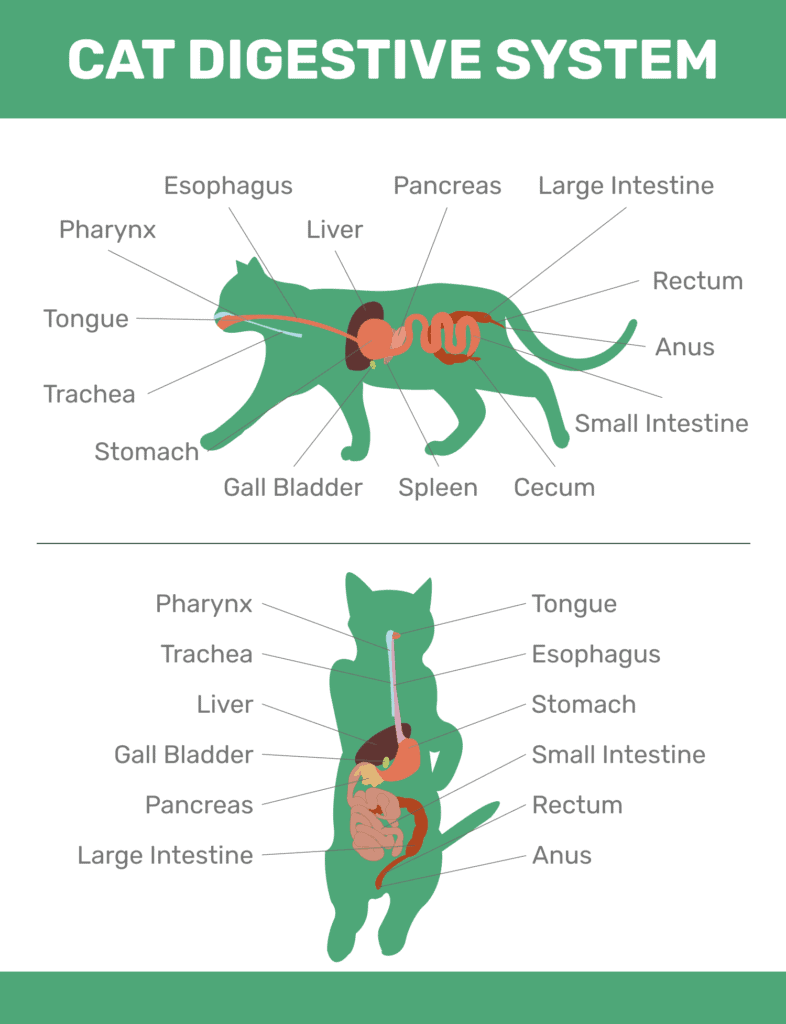 Cat Digestive System, cat stomach, cat intestines, cat liver, cat pancreas