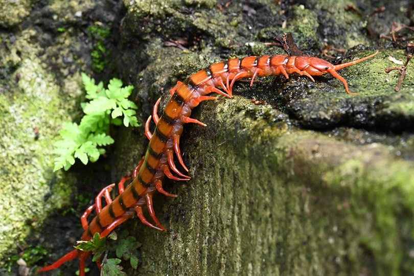 Centipede in the rock