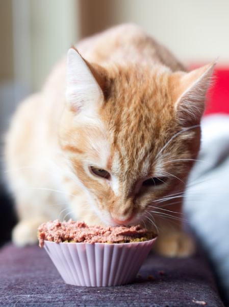 Cupcakes para gatos