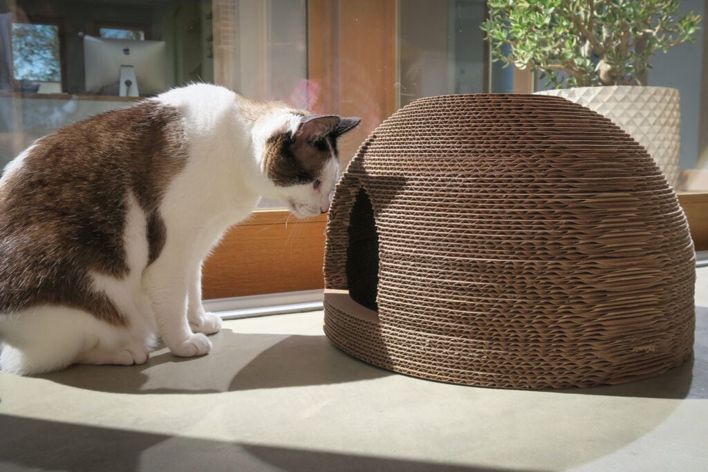 DIY Cat Scratcher Bed : Dome House- P3 design work