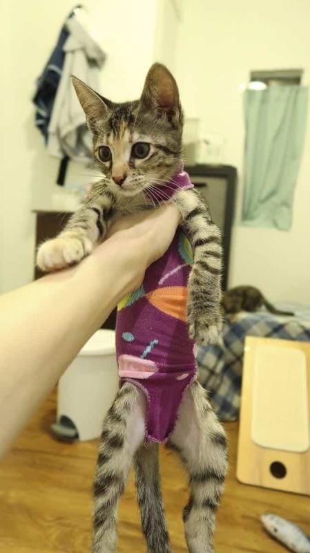 DIY Craft For Your Furbabies After Spay_Neuter Day