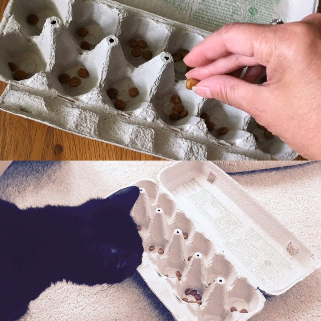 DIY Egg Carton Slow Feeder- Cat behavior Associates