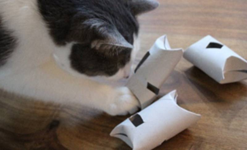 DIY Feline Toilet Paper Roll Puzzle Feeder