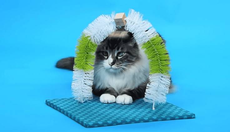 DIY Inexpensive Self-Groomer for Cats