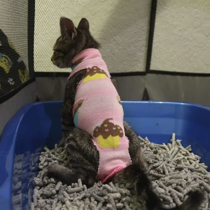 DIY cat clothes