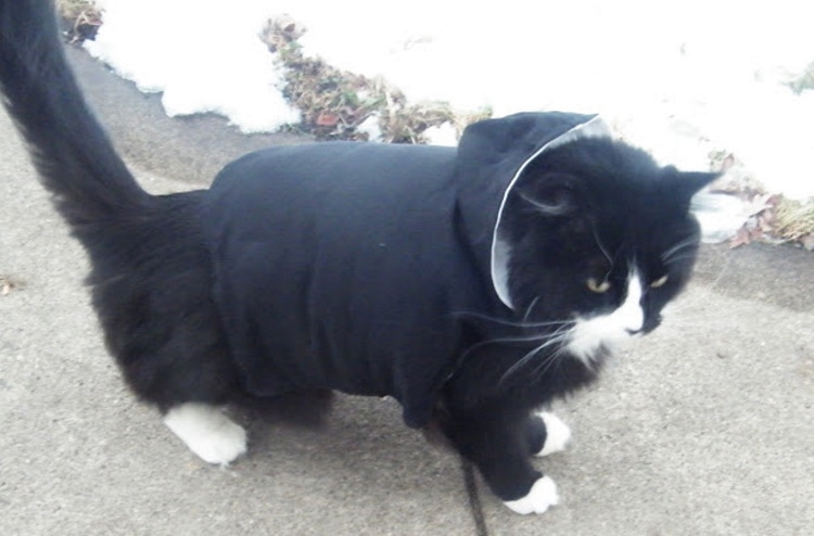 DIY cat clothes