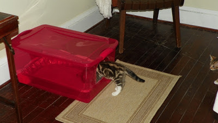 DIY cat litter box