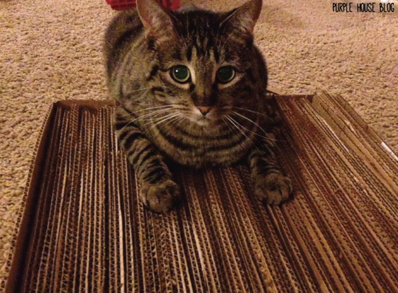 DIY cat scratch board