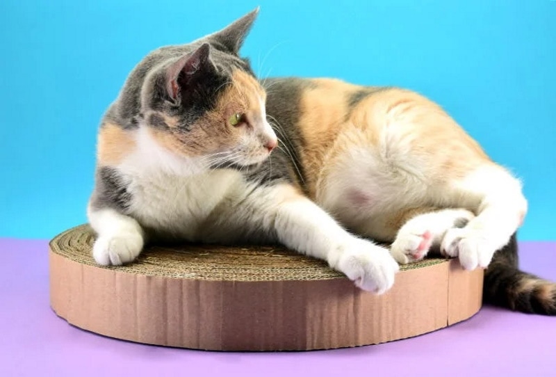 DIY cat scratch board