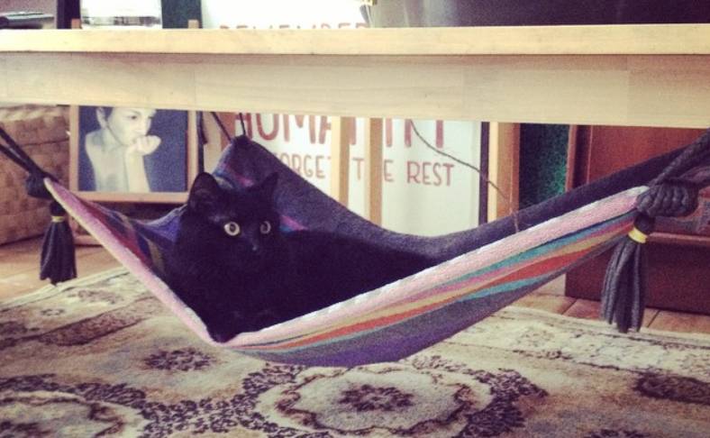 DIY magic carpet cat hammock