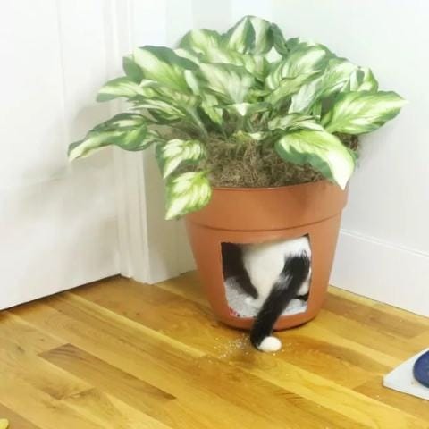 Dear Hometalk- How Can I Hide My Cat's Ugly Litter Box